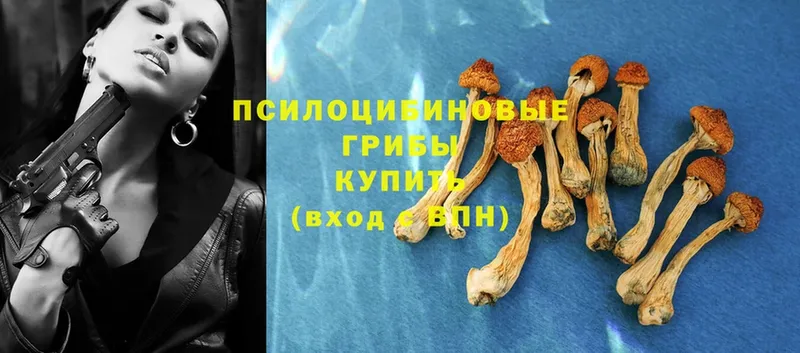 Галлюциногенные грибы Psilocybe  Коломна 